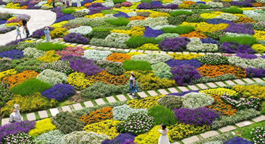 四川成都:漫步花海